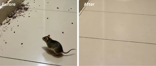 Rodent Control Results